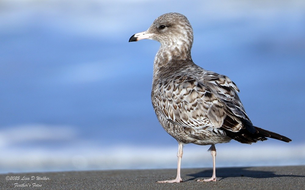 California Gull - ML643663210