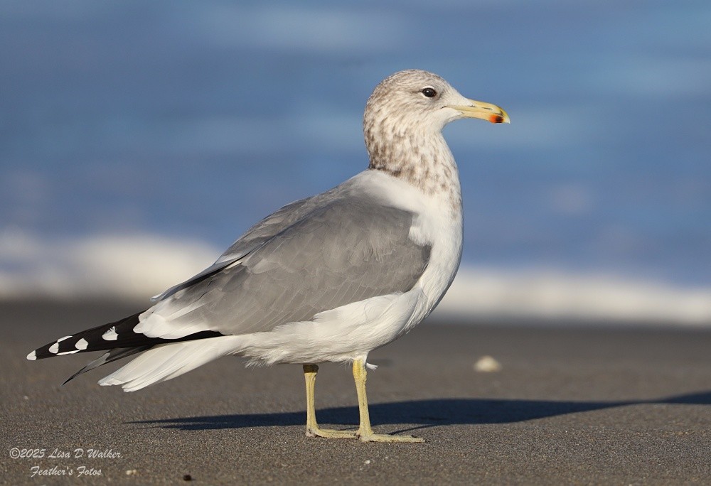 California Gull - ML643663211