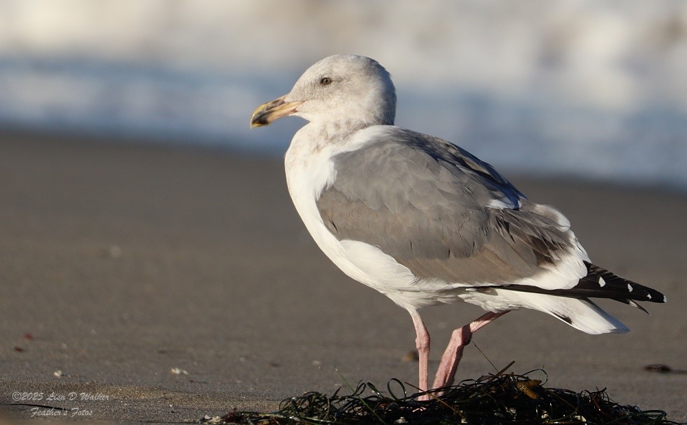 Western x Glaucous-winged Gull (hybrid) - ML643663219