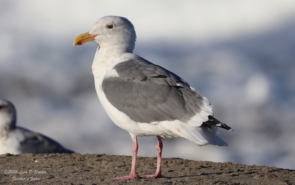 Western x Glaucous-winged Gull (hybrid) - ML643663220