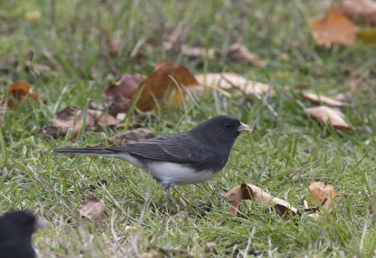 Dark-eyed Junco (Slate-colored) - ML643663277
