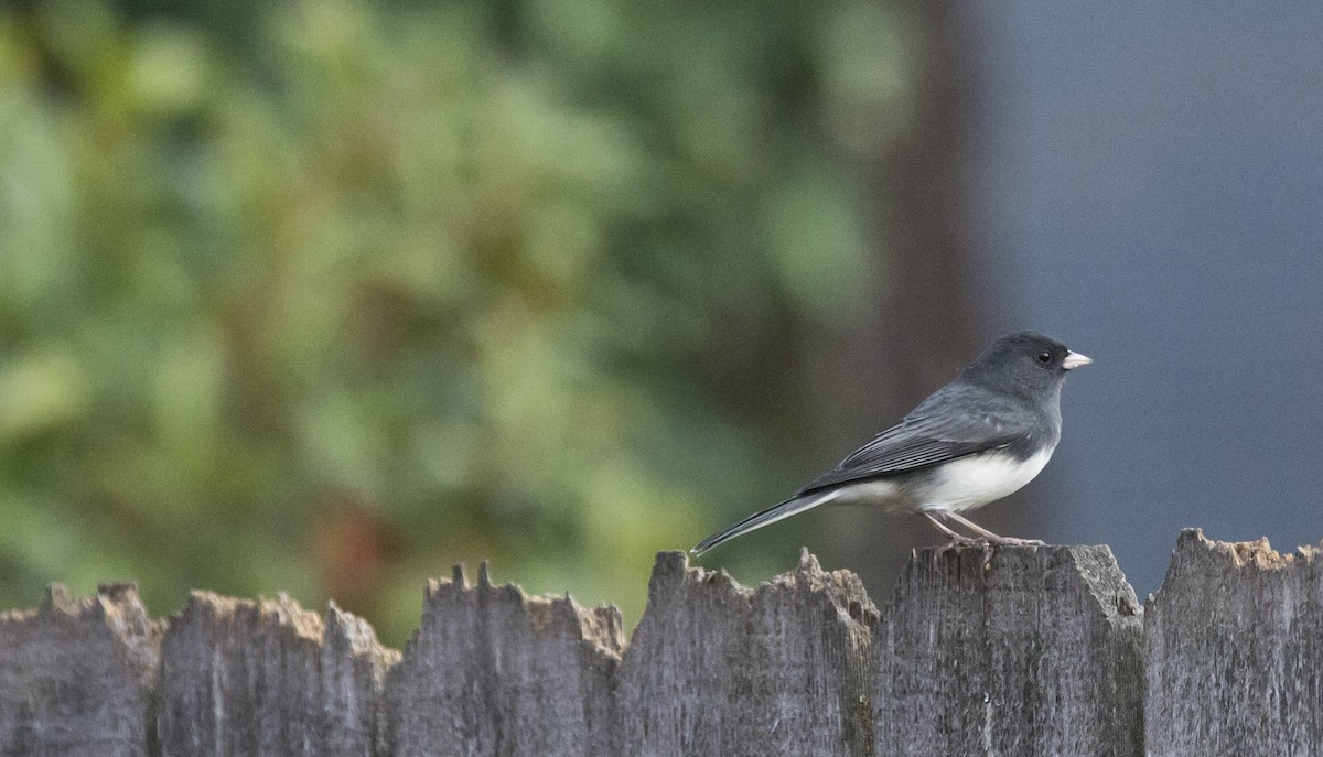Dark-eyed Junco (Slate-colored) - ML643663280
