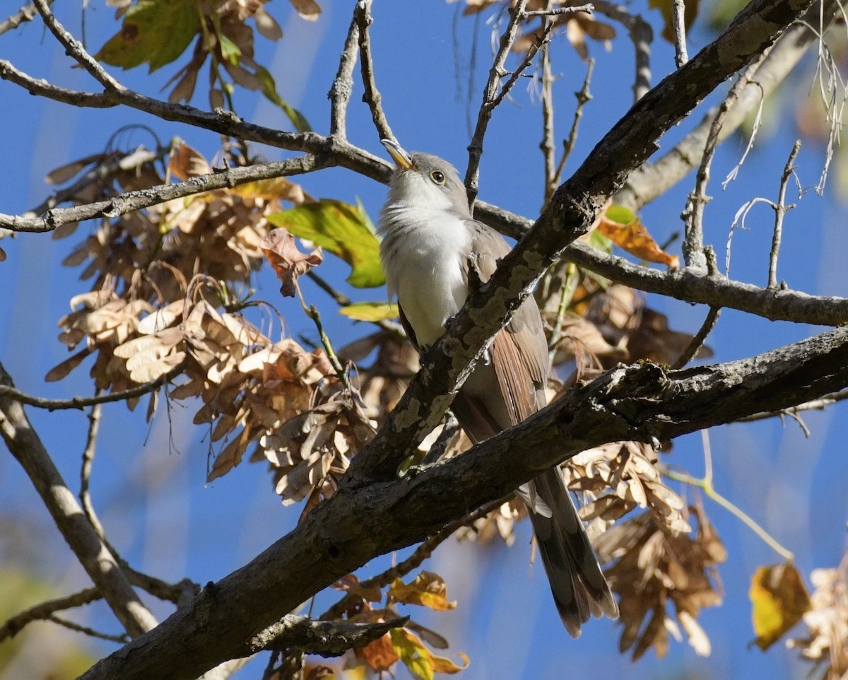 Yellow-billed Cuckoo - ML643663309