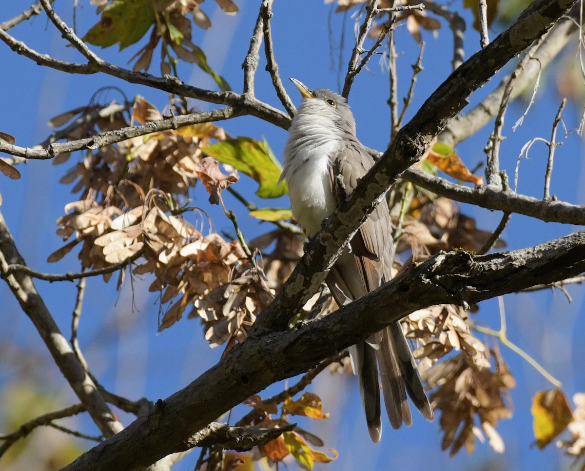 Yellow-billed Cuckoo - ML643663310