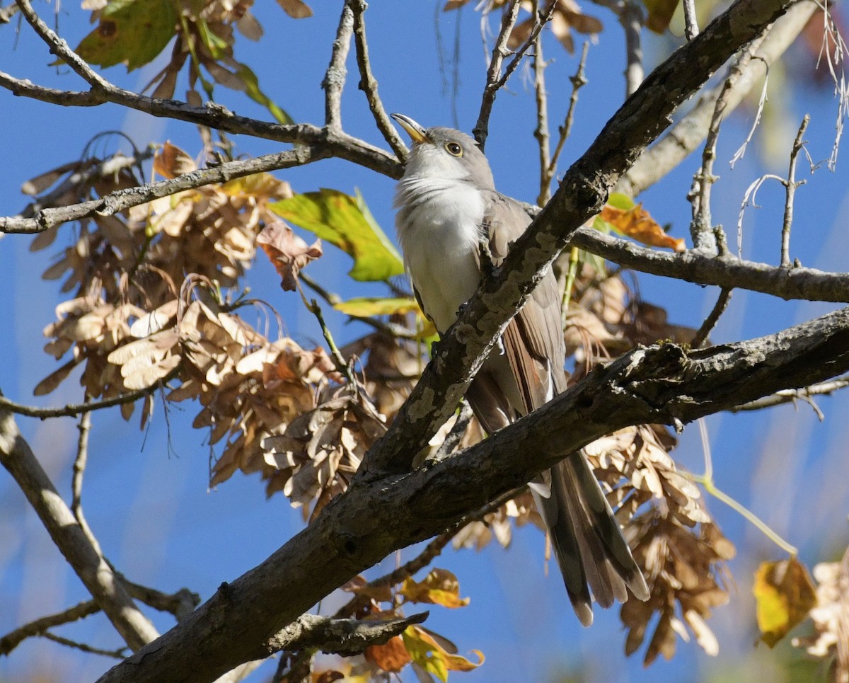 Yellow-billed Cuckoo - ML643663311