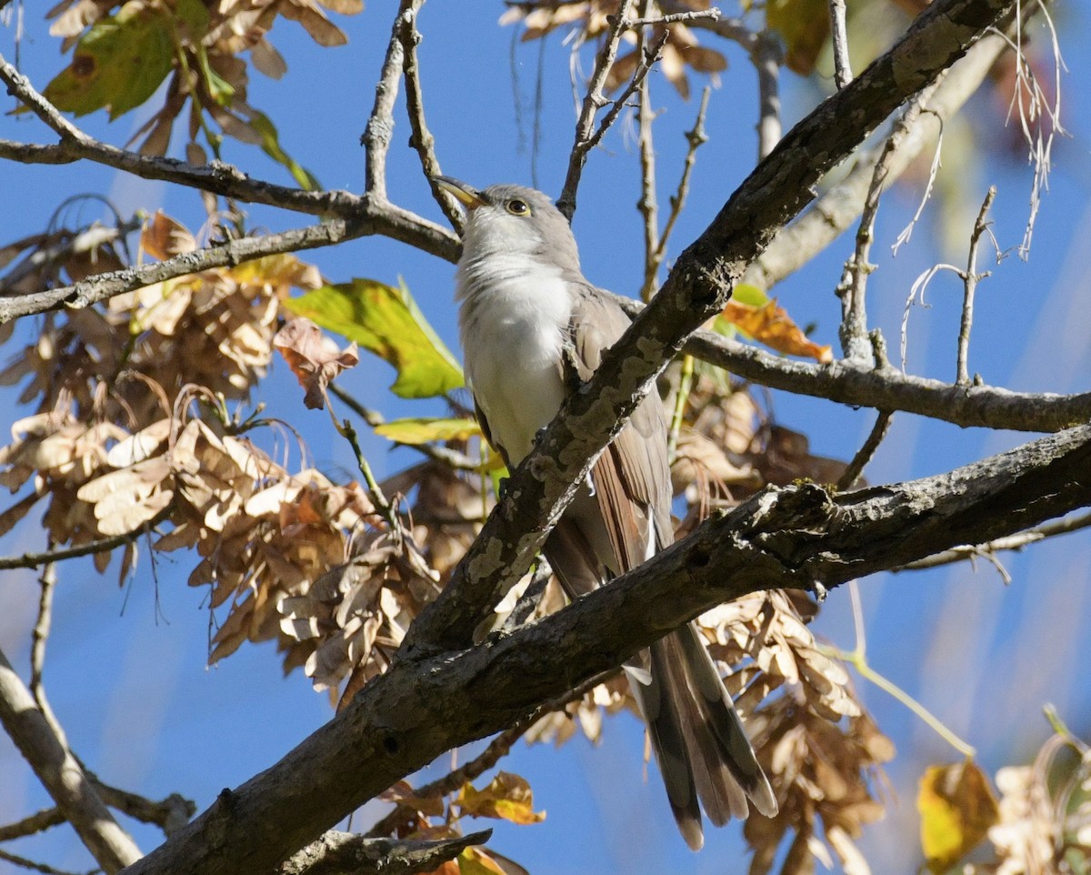 Yellow-billed Cuckoo - ML643663312