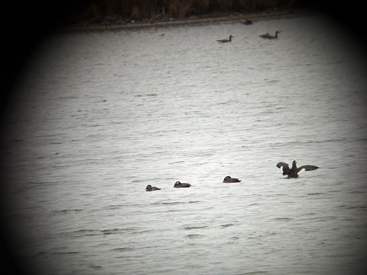White-winged Scoter - ML643663323