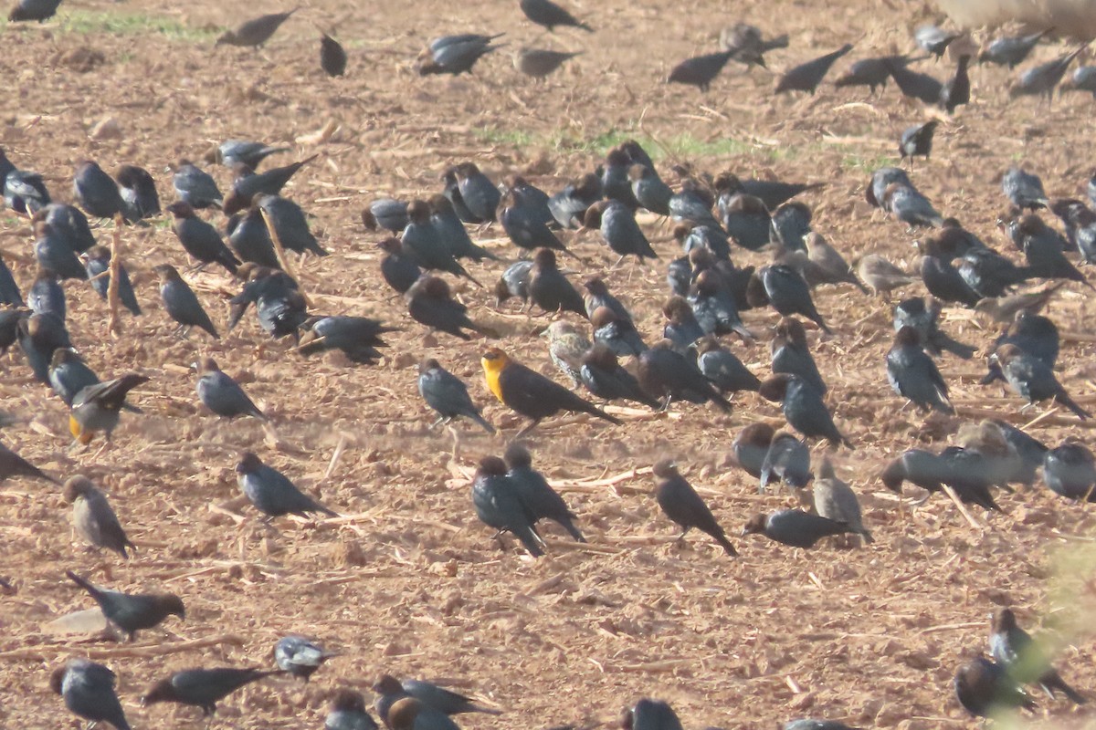 Yellow-headed Blackbird - ML643663331