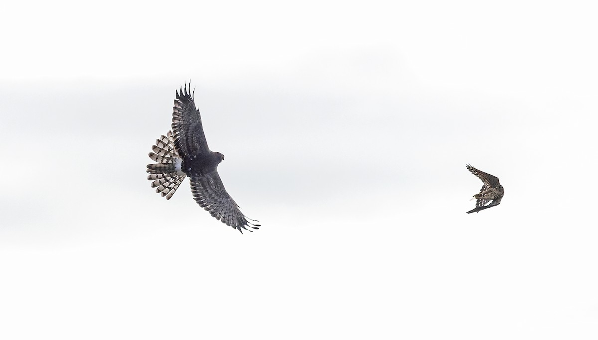 Хайргууна шонхор - ML643663346