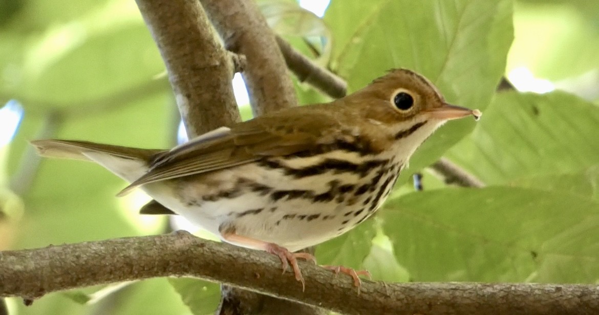 Ovenbird - ML643663361