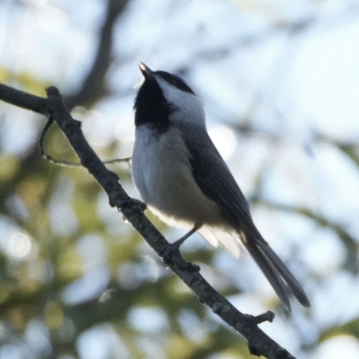 Carolina Chickadee - ML643663375
