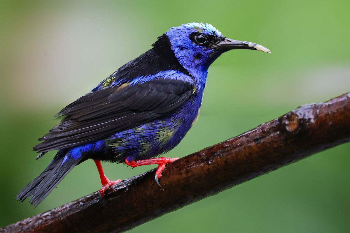 Red-legged Honeycreeper - ML643663396
