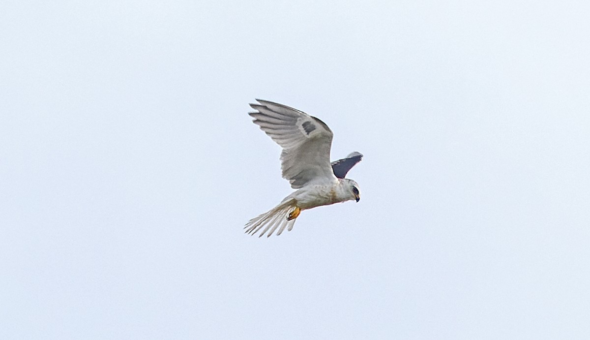White-tailed Kite - ML643663404