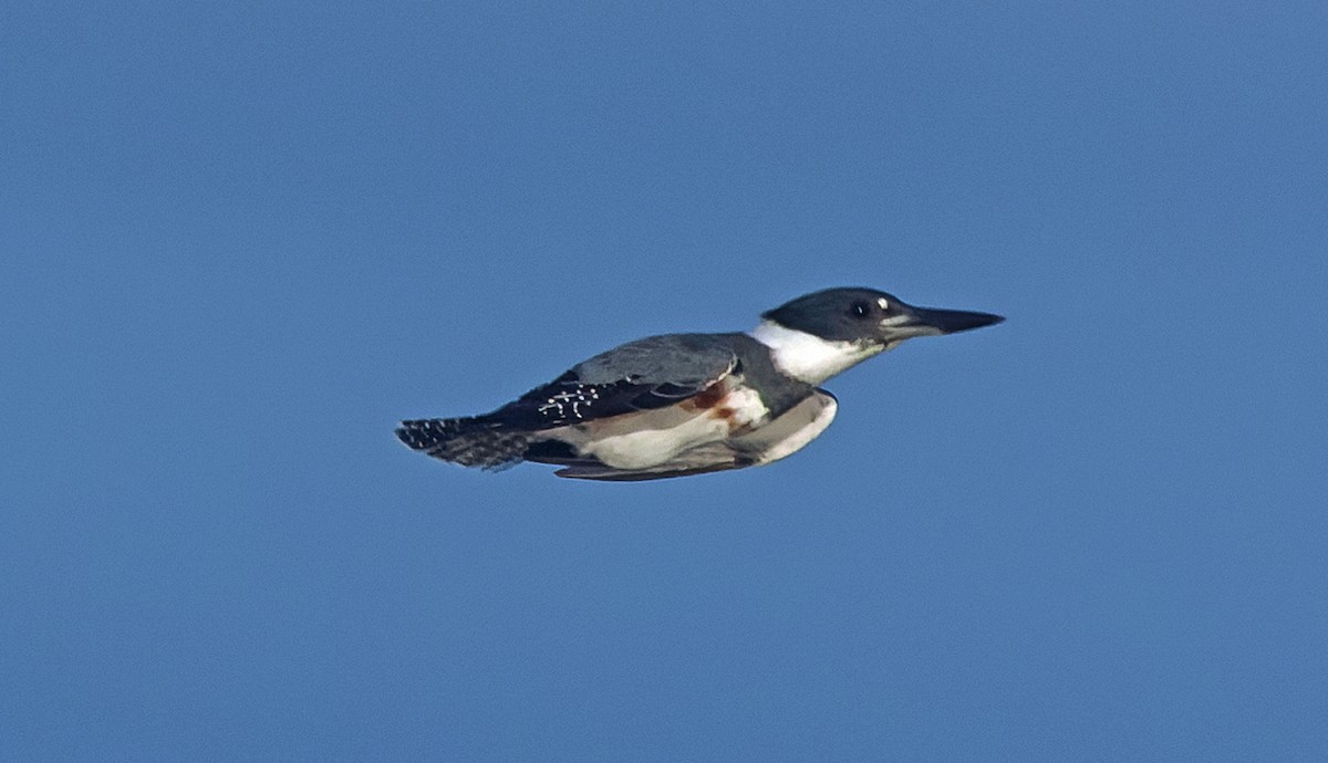 Belted Kingfisher - ML643663418