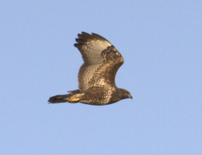 Buse variable (buteo) - ML643663424