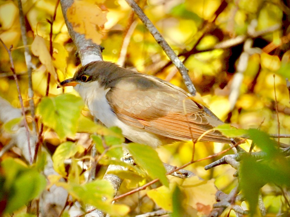 Yellow-billed Cuckoo - ML643663426