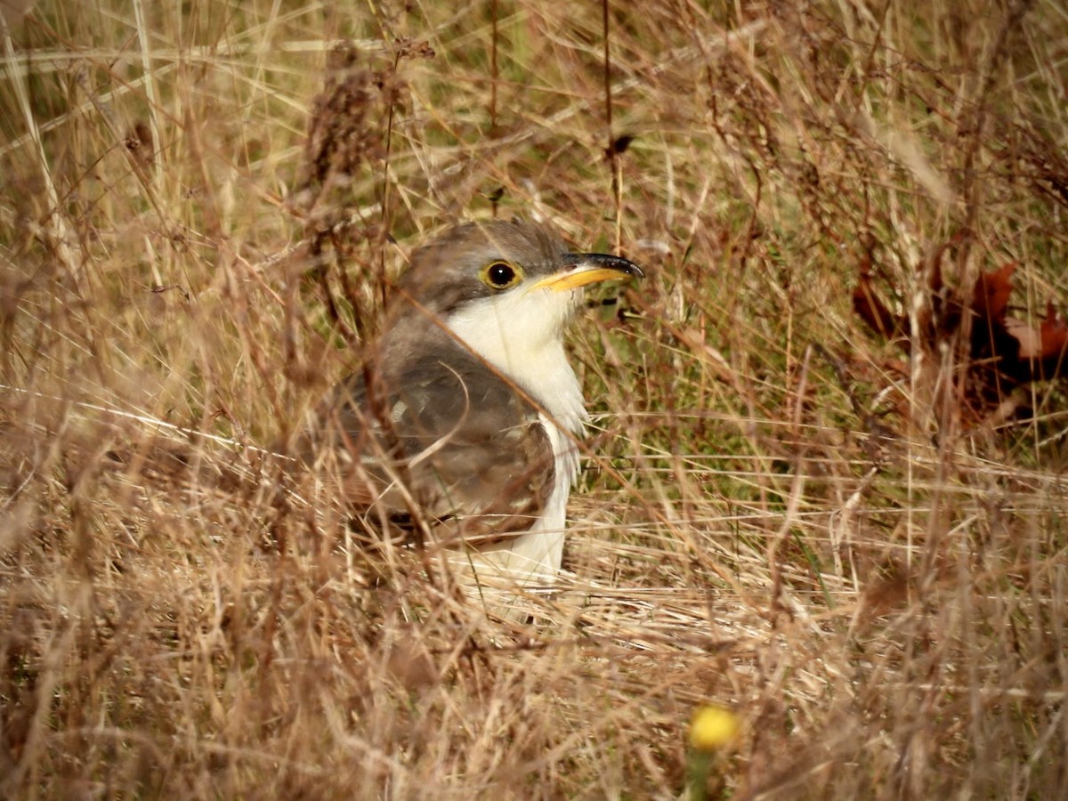 Yellow-billed Cuckoo - ML643663427