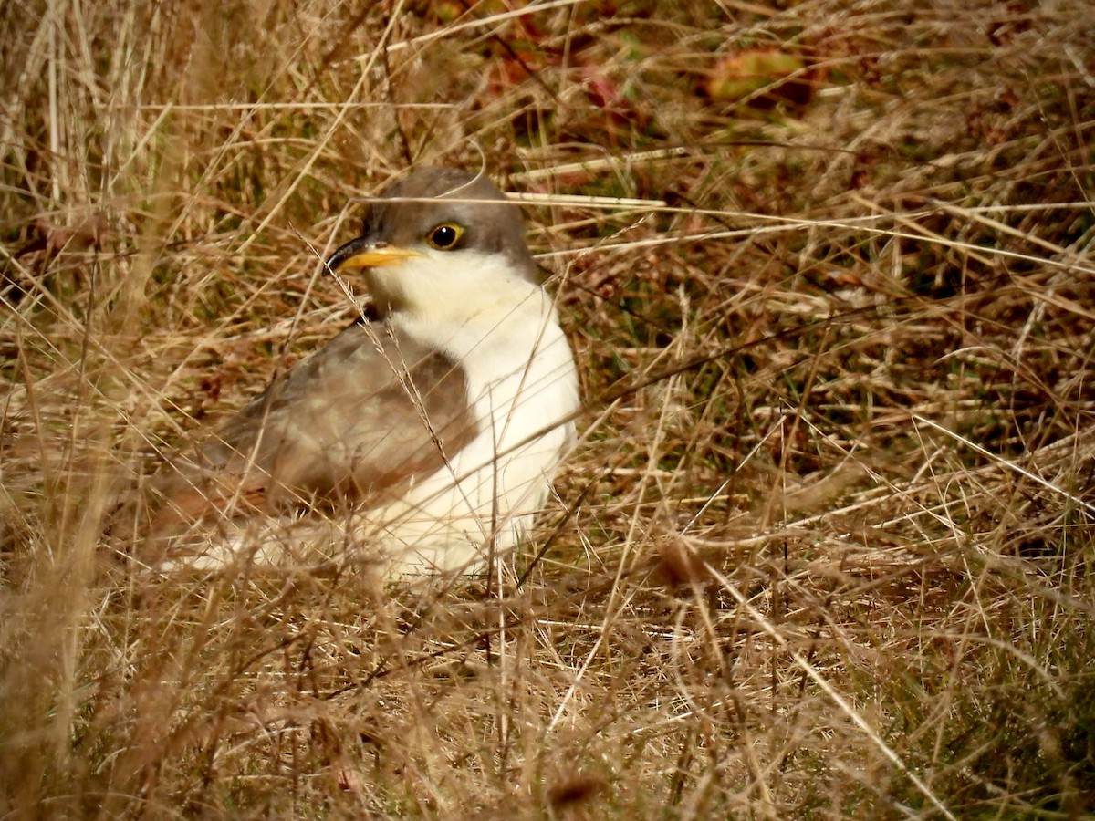 Yellow-billed Cuckoo - ML643663428