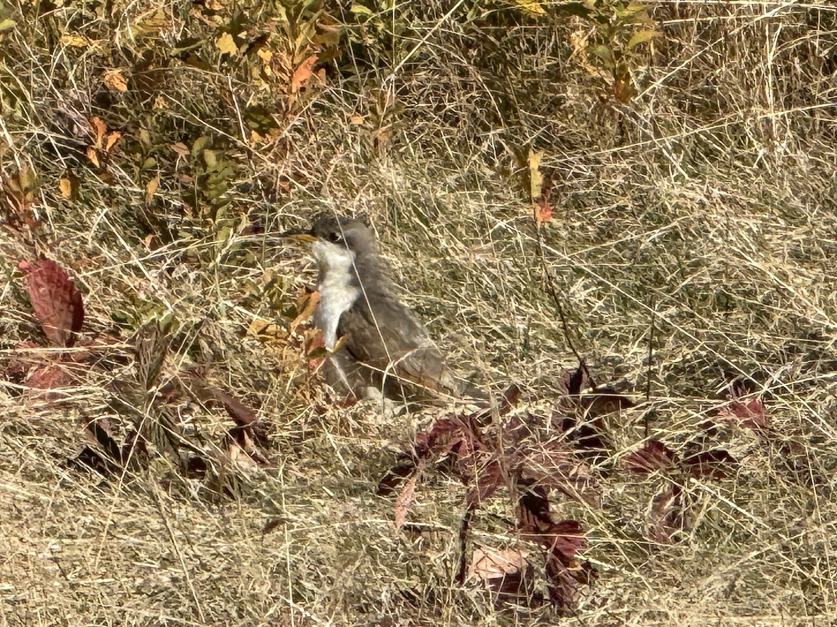 Yellow-billed Cuckoo - ML643663429