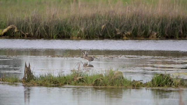 Schlammtreter (semipalmata) - ML643663448