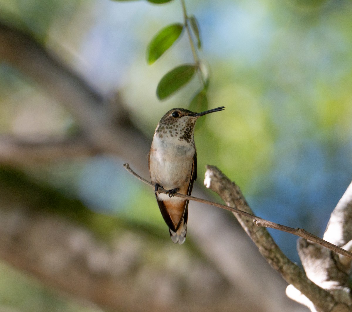 Allen's Hummingbird - ML643663477
