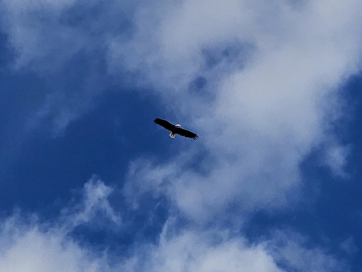 Bald Eagle - ML643663478