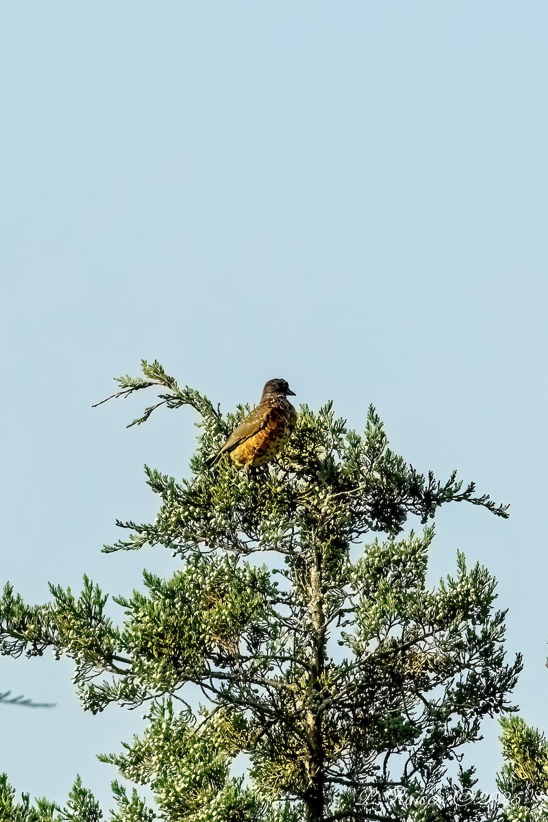 American Robin - ML643663498