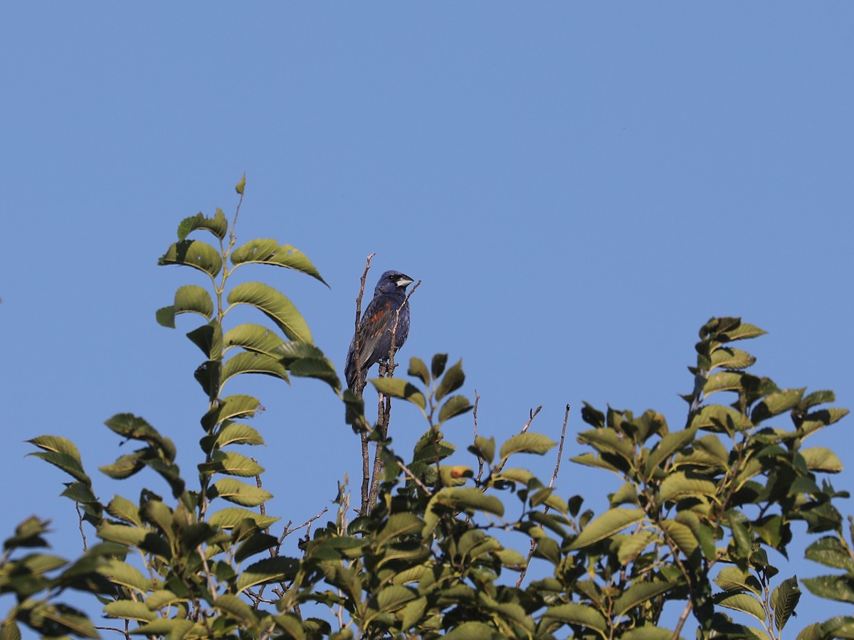 Blue Grosbeak - ML643663499