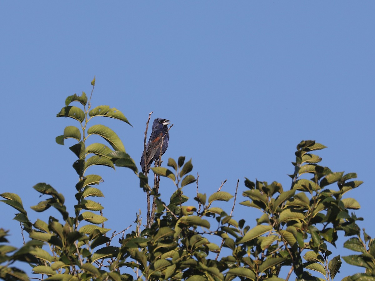 Blue Grosbeak - ML643663500
