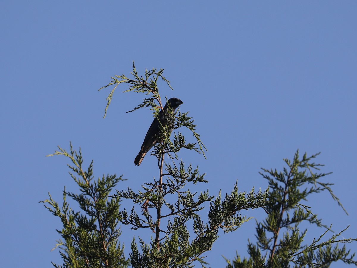 Blue Grosbeak - ML643663501