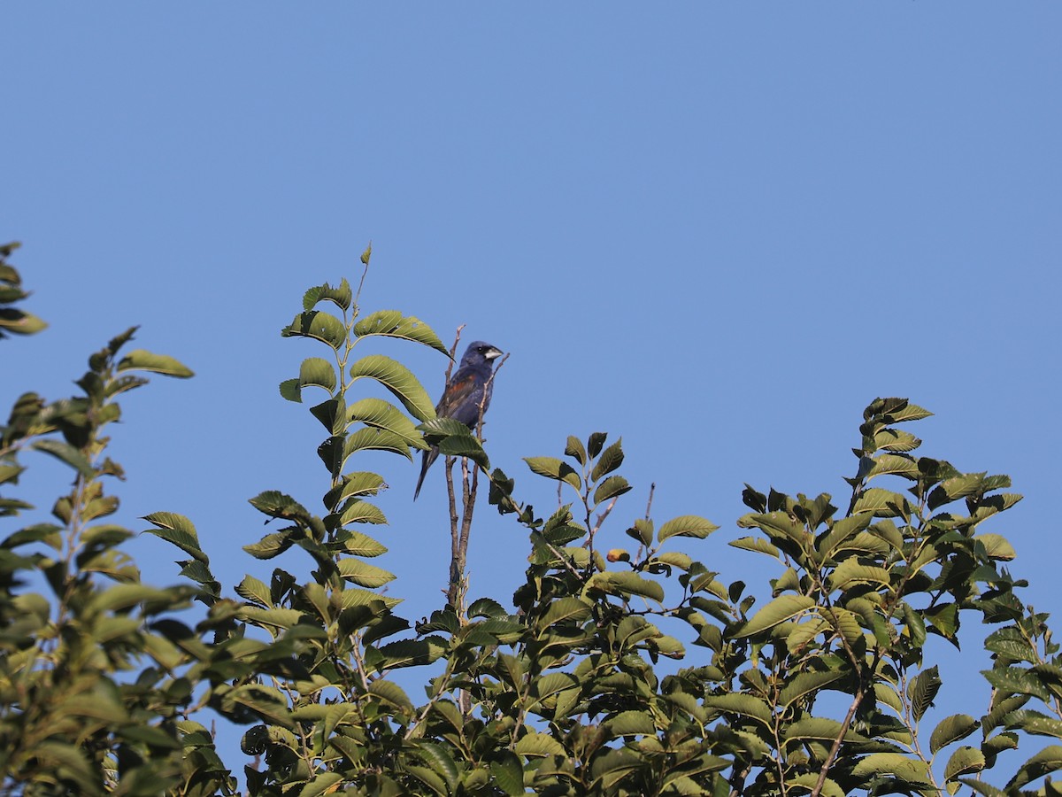 Blue Grosbeak - ML643663502