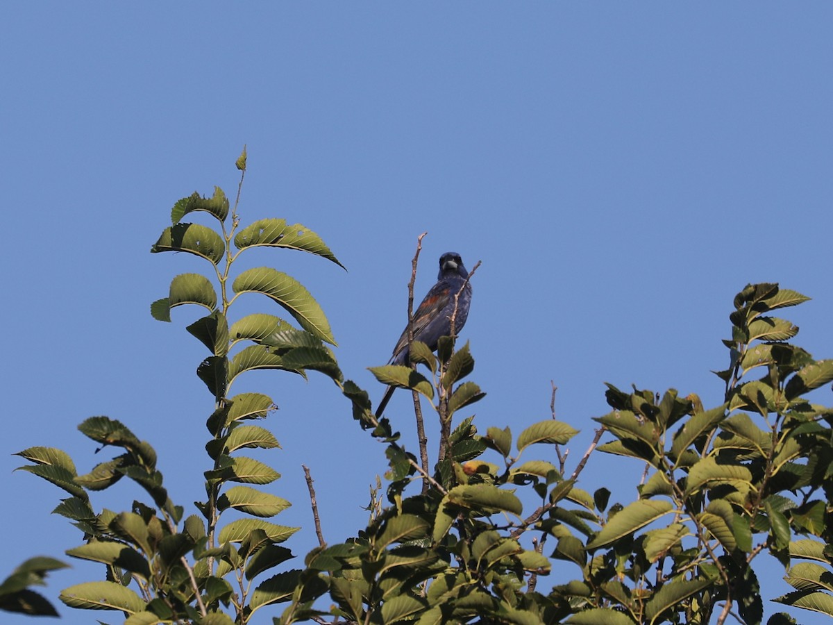 Blue Grosbeak - ML643663503