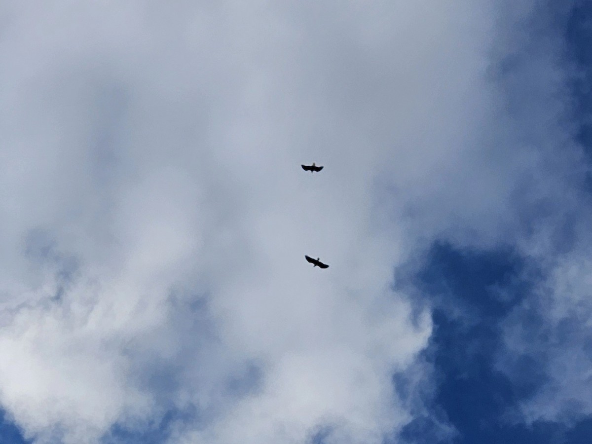 Bald Eagle - ML643663506