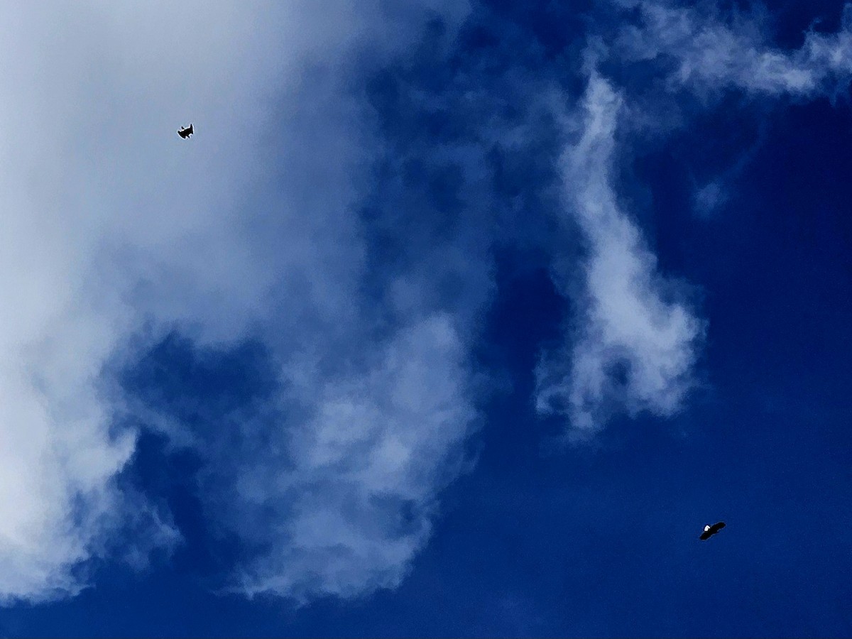 Bald Eagle - ML643663507