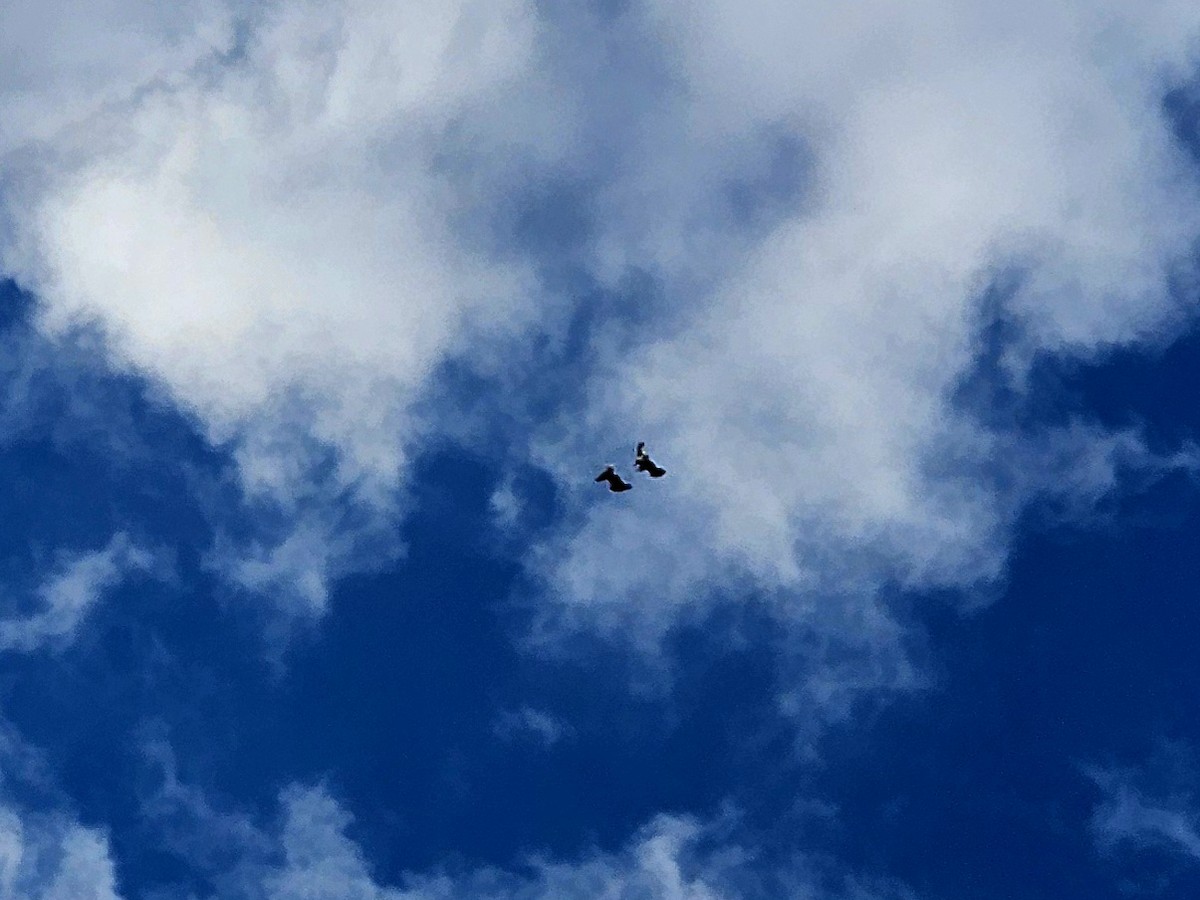 Bald Eagle - ML643663508