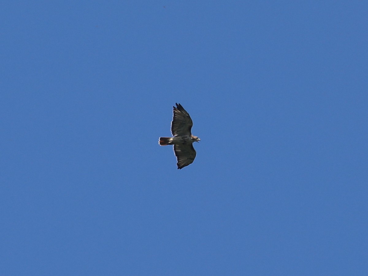 Red-tailed Hawk - ML643663510