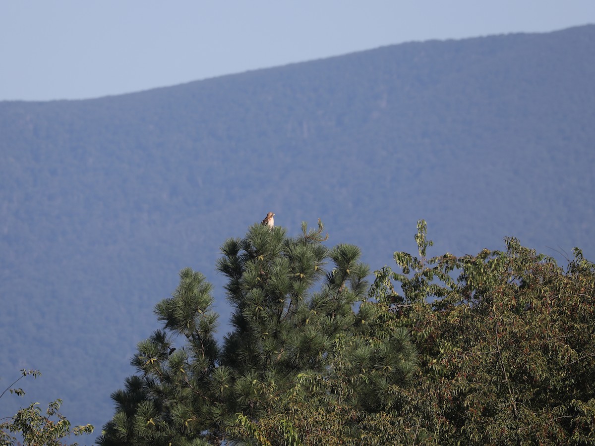 Red-tailed Hawk - ML643663511