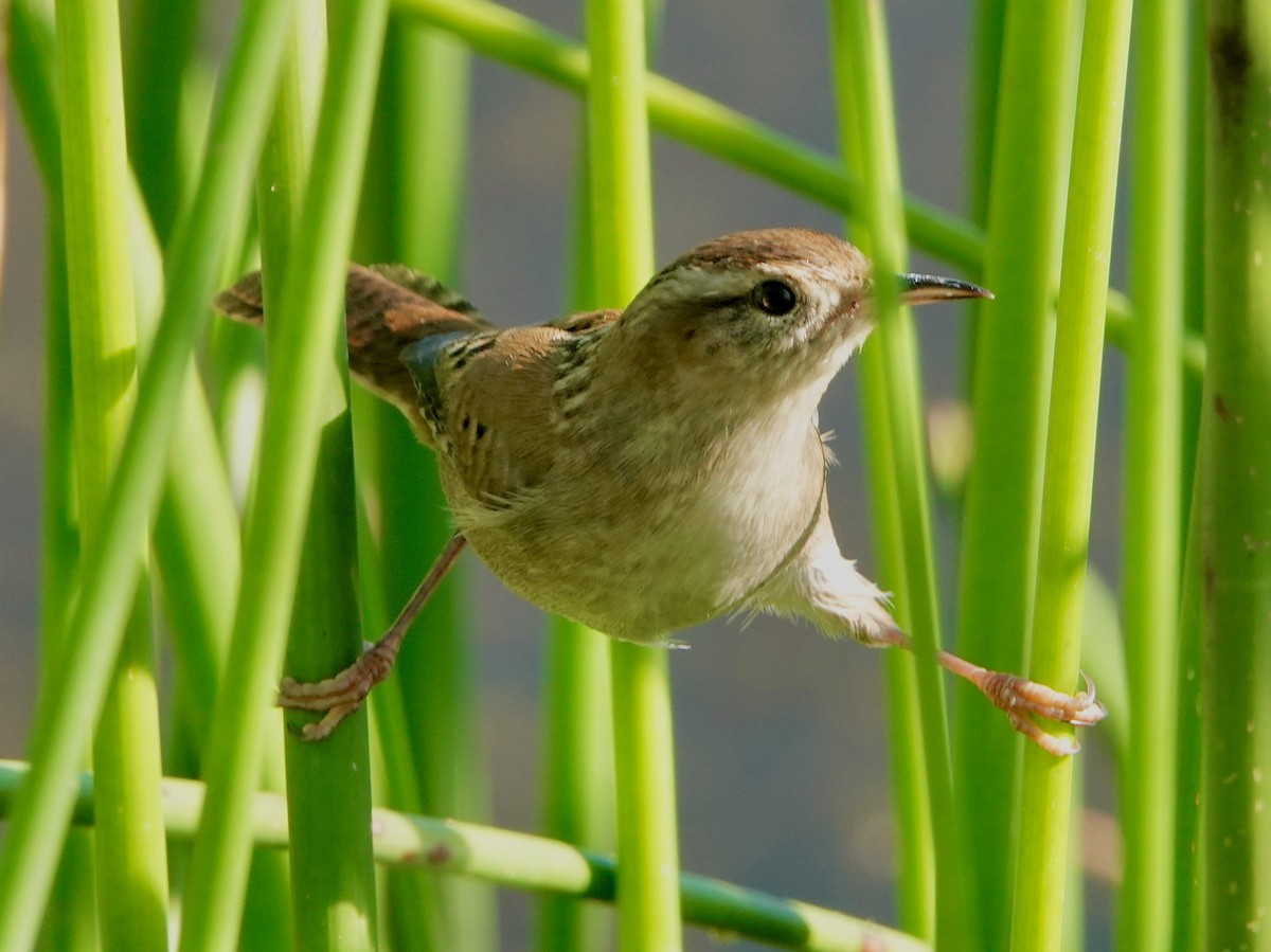 Marsh Wren - ML643663524