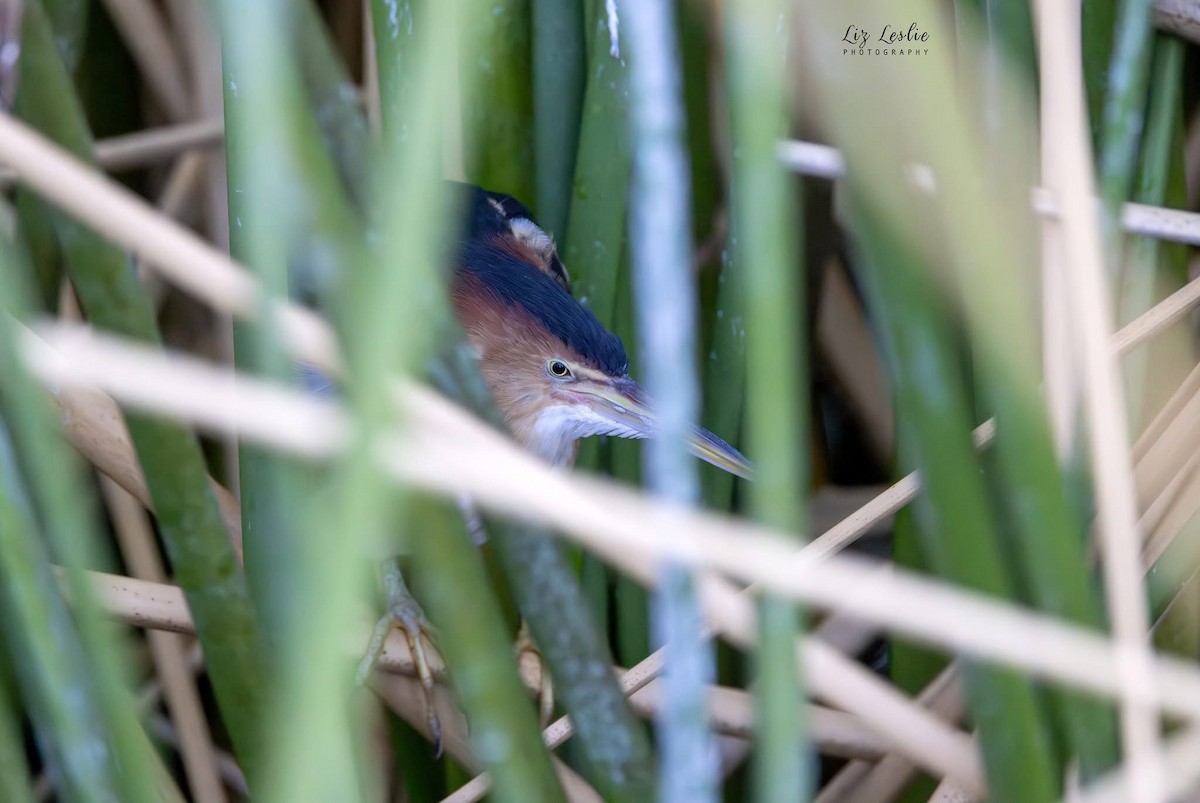Least Bittern - ML643663546