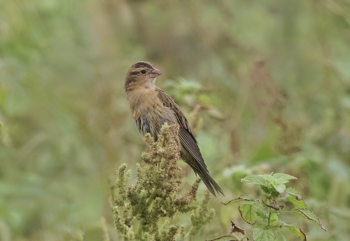 Bobolink - ML643663597