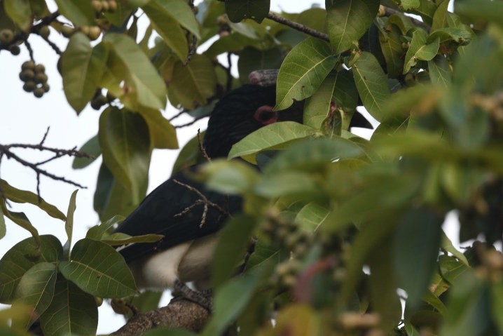 Trumpeter Hornbill - ML643663640