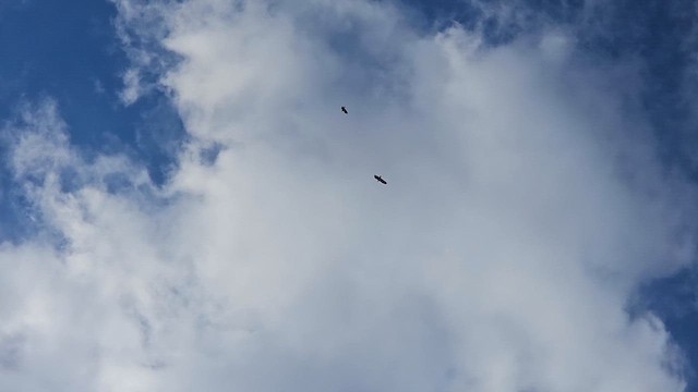 Bald Eagle - ML643663646