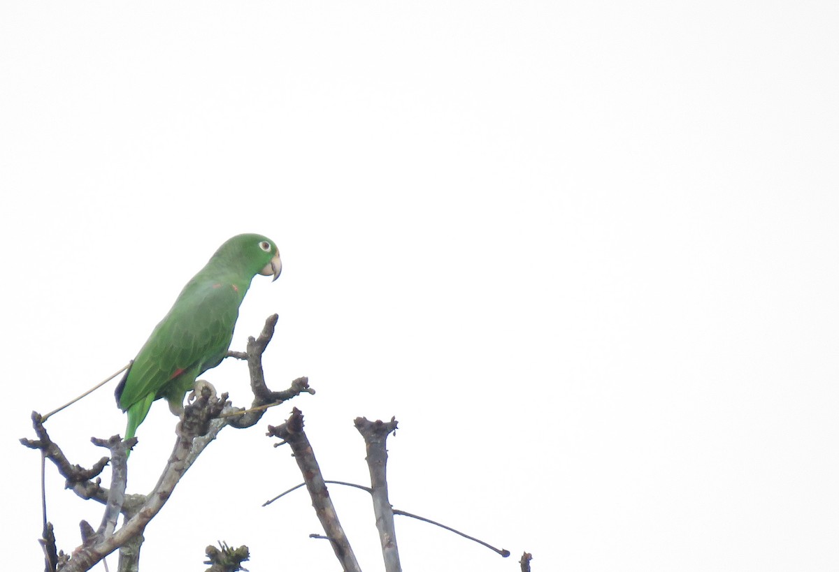 Yellow-crowned Amazon - ML643663661