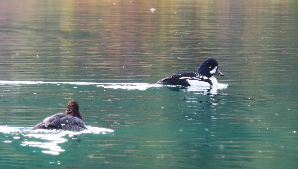 Barrow's Goldeneye - ML643663684