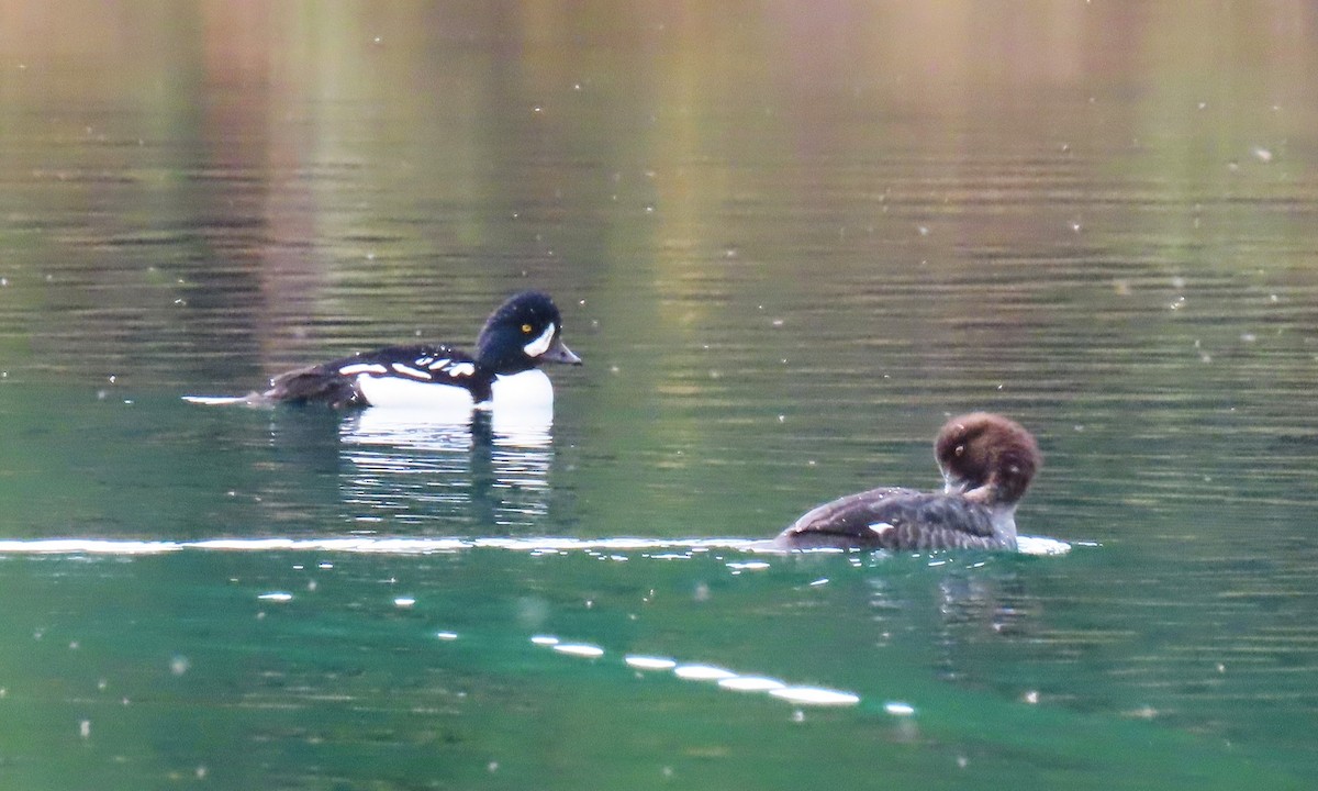 Barrow's Goldeneye - ML643663685