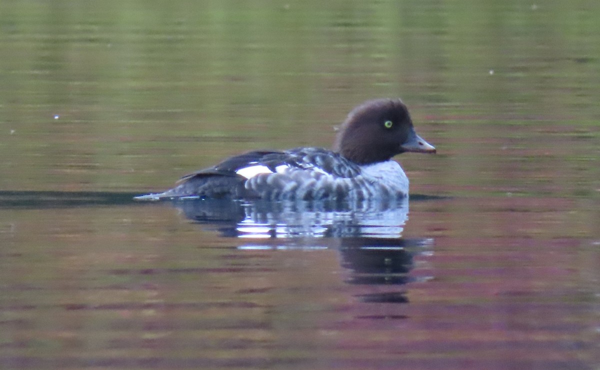 Barrow's Goldeneye - ML643663686