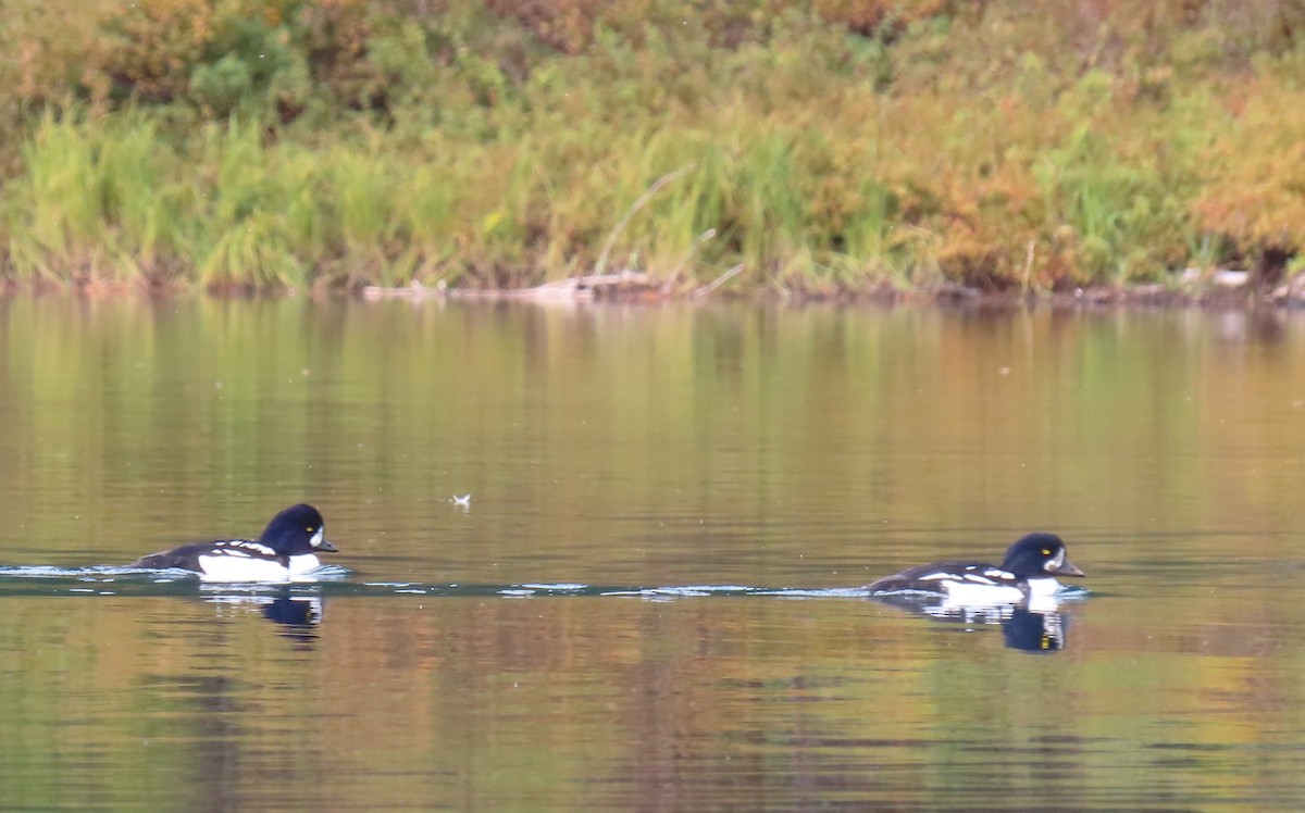 Barrow's Goldeneye - ML643663687