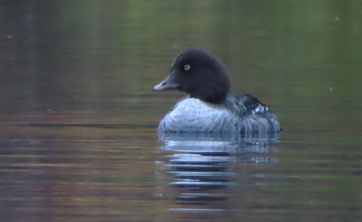 Barrow's Goldeneye - ML643663688