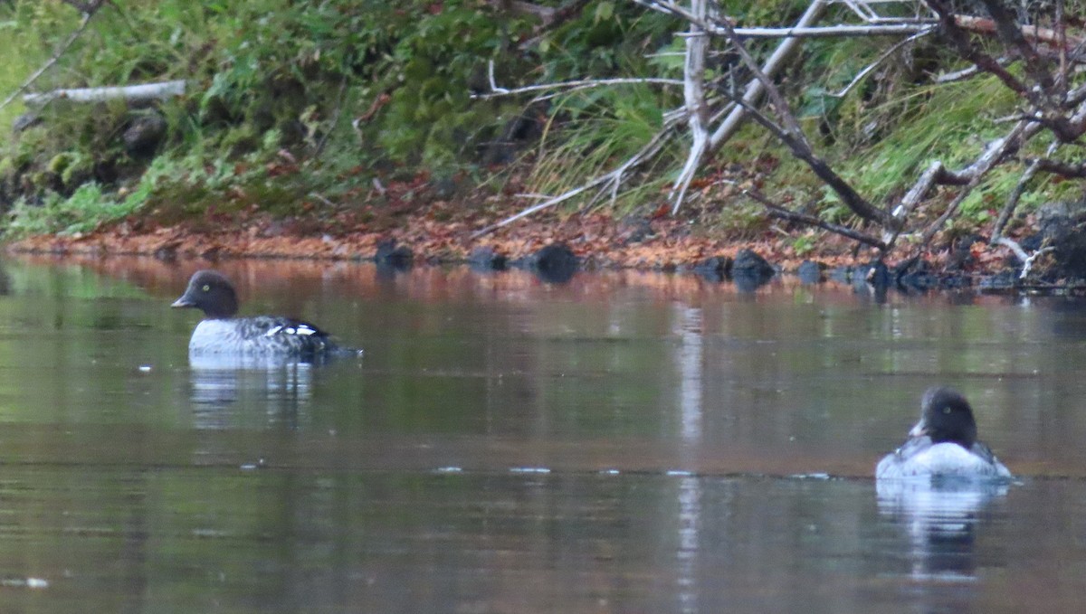 Barrow's Goldeneye - ML643663689