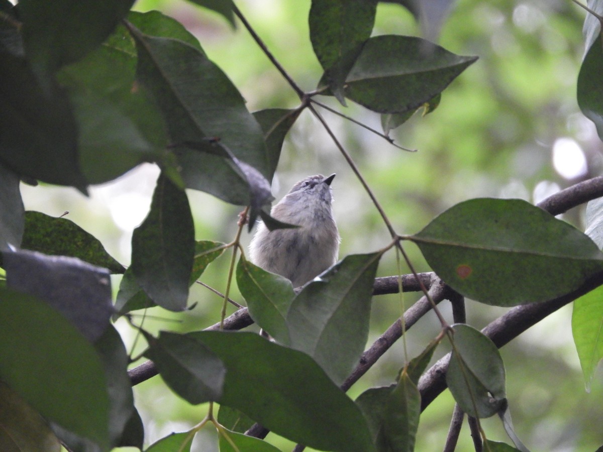 Brown Gerygone - ML643663690